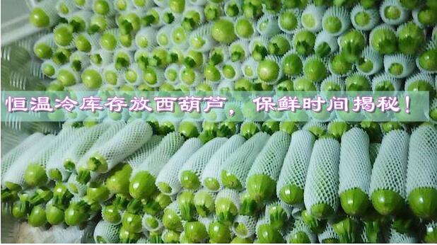 恒溫冷庫存放西葫蘆，保鮮時間揭秘!