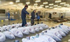 零下60度金槍魚冷庫造價需要多少錢？