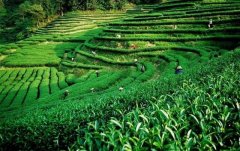 上海建1000㎡茶葉冷庫（冷藏、冷凍庫倉庫）安裝預(yù)算多少錢